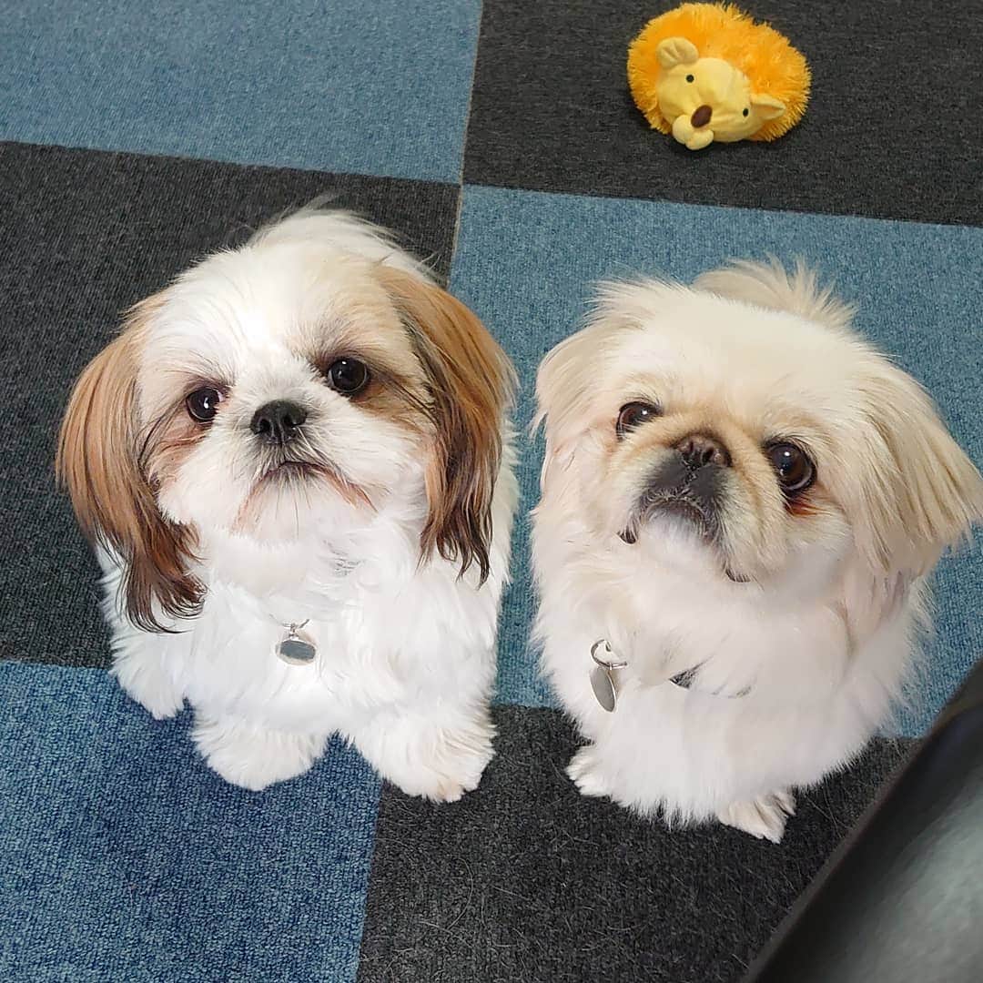 のインスタグラム：「パンを、、その飼い主の手にあるパンをください。」