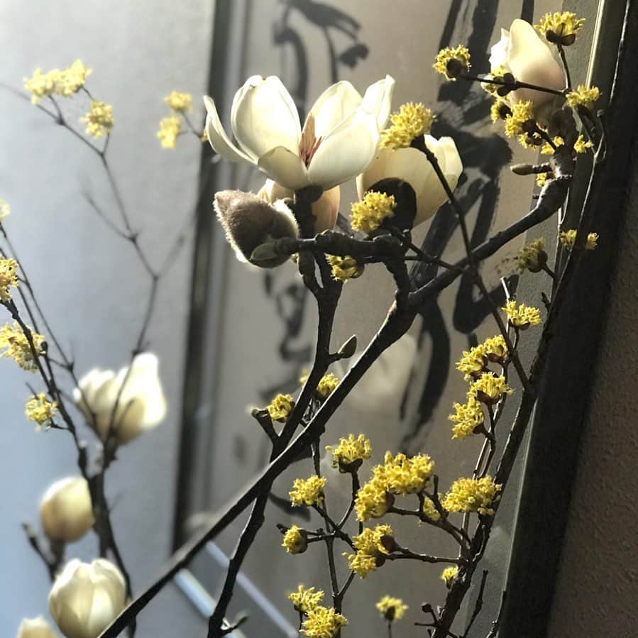 土屋眞弓のインスタグラム：「木蓮やっと開いてきました🥰 よく見ると小さな蕾が芽吹いていて楽しみ❣️ 山茱萸もまだまだ元気❣️  今日も良い一日を😊  #木蓮 #山茱萸」