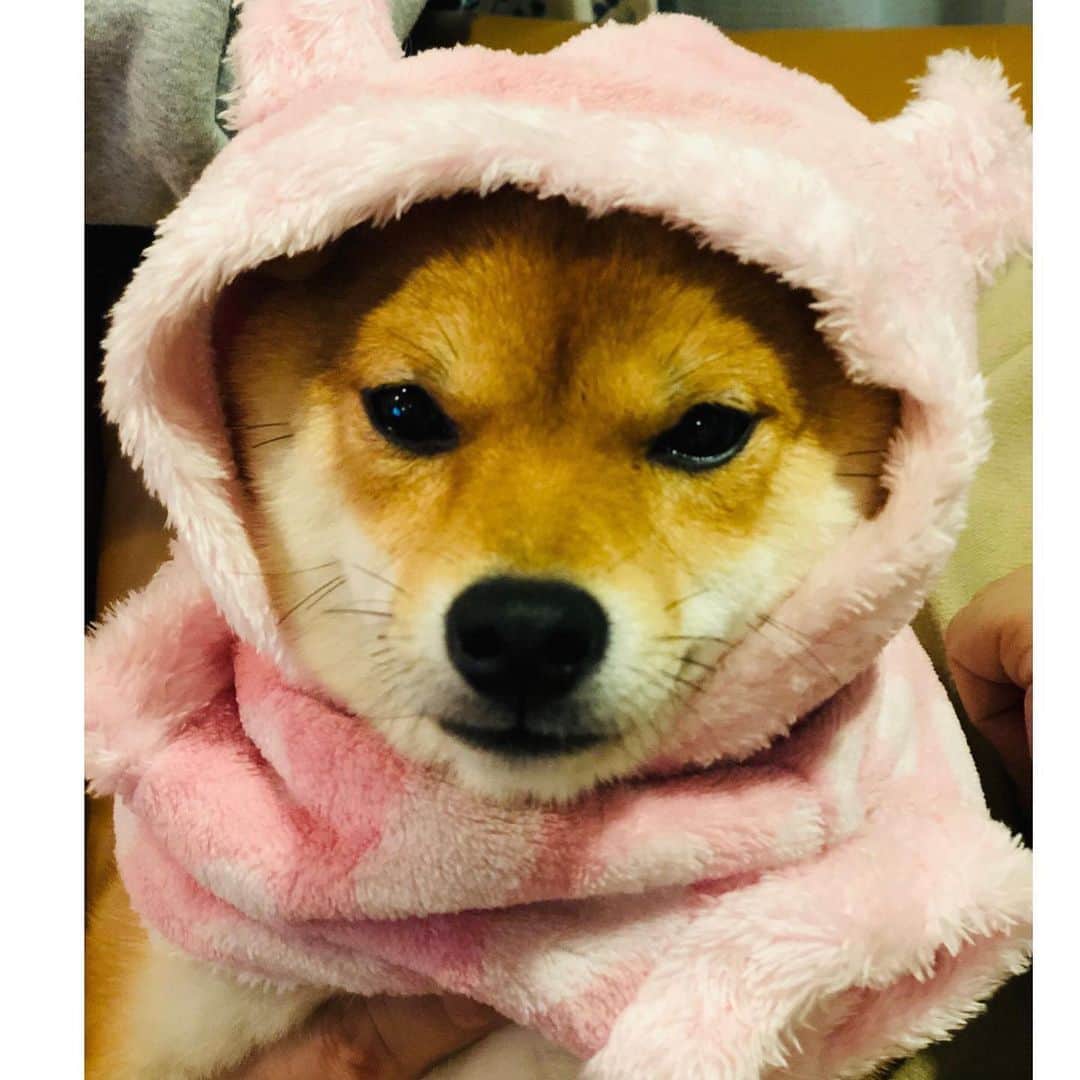 西山喜久恵さんのインスタグラム写真 - (西山喜久恵Instagram)「🐕 リングでは、いつも1人…。 なんて写真を撮るつもりではなかったのです。 お散歩のときに震えていたので、 主人が洋服を買って来てくれ 早速着せたら、 チーン💦 固まってしまいました。 2枚目　これは何⁉️ 3枚目　洋服を脱いだらいつものハルに。 寒い日は、ご主人と猛ダッシュして 身体を温める事にしたハルなのでした。  #力石徹風 #寒い日の散歩 #豆柴ハル」2月3日 12時13分 - kikue_nishiyama