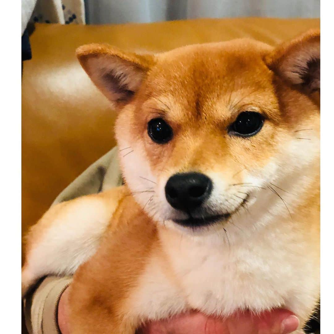 西山喜久恵さんのインスタグラム写真 - (西山喜久恵Instagram)「🐕 リングでは、いつも1人…。 なんて写真を撮るつもりではなかったのです。 お散歩のときに震えていたので、 主人が洋服を買って来てくれ 早速着せたら、 チーン💦 固まってしまいました。 2枚目　これは何⁉️ 3枚目　洋服を脱いだらいつものハルに。 寒い日は、ご主人と猛ダッシュして 身体を温める事にしたハルなのでした。  #力石徹風 #寒い日の散歩 #豆柴ハル」2月3日 12時13分 - kikue_nishiyama