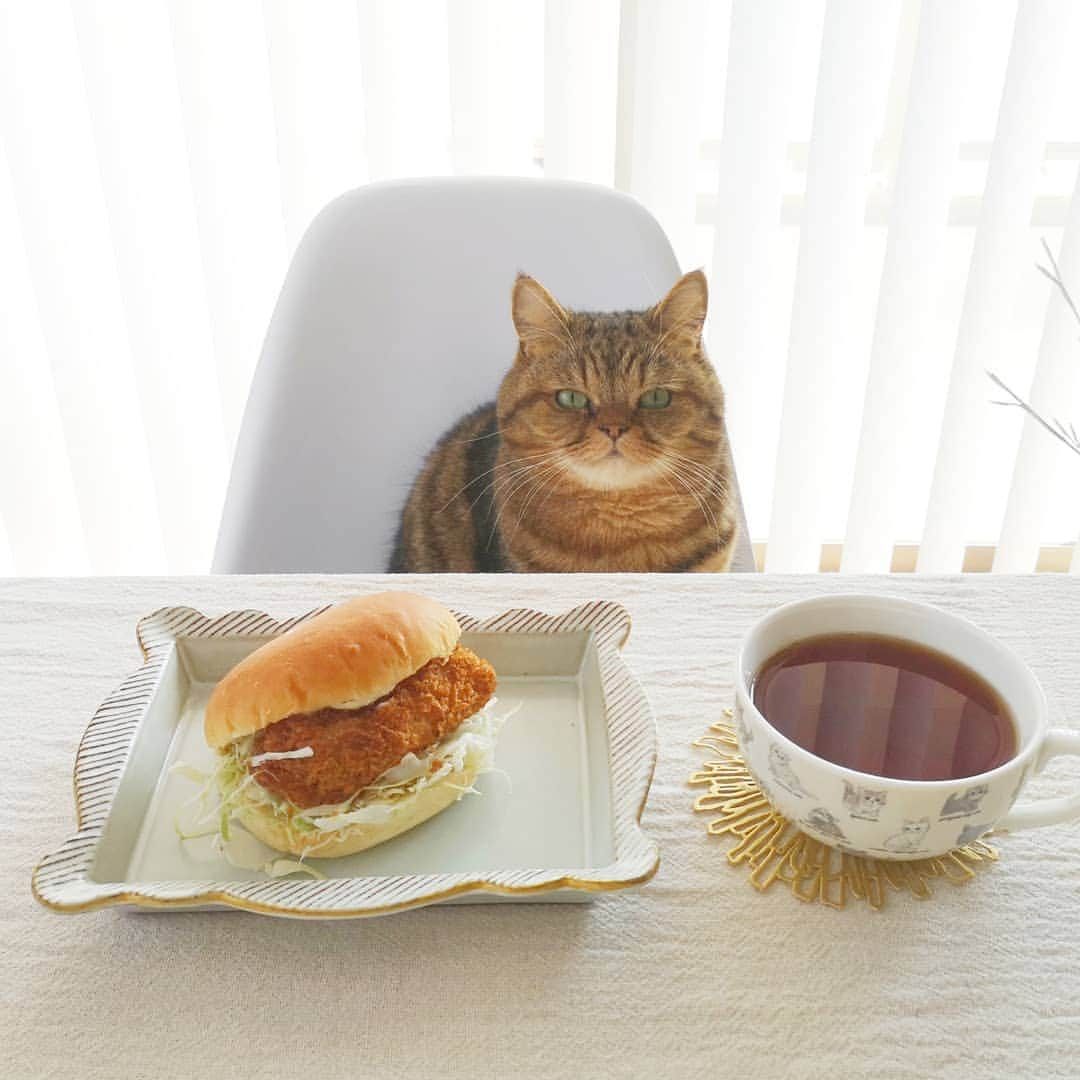 寅次郎（とらちゃん）のインスタグラム