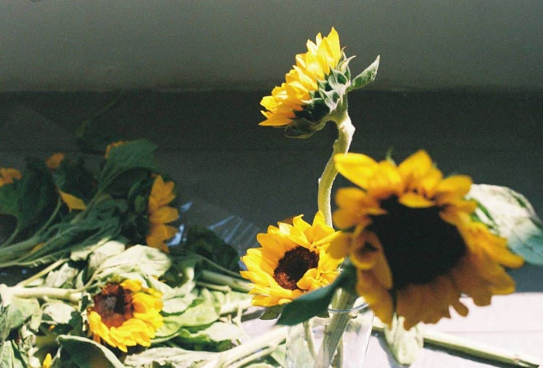 バイトゥーイ・ズワピットのインスタグラム：「🌻 #zvpfilms  . #nikonfm2n8 #nikonfm2 #lomography400 #sunflower」