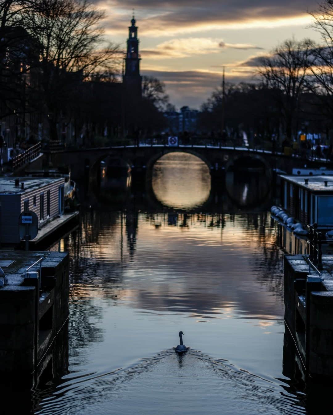 National Geographic Travelさんのインスタグラム写真 - (National Geographic TravelInstagram)「Photo by Muhammed Muheisen @mmuheisen / A swan swims along a canal during the first sunset of 2021 in Amsterdam, Netherlands. For more photos and videos from different parts of the world, follow me @mmuheisen and @mmuheisenpublic. #muhammedmuheisen #Amsterdam #Netherlands #HappyNewYear」2月3日 12時34分 - natgeotravel