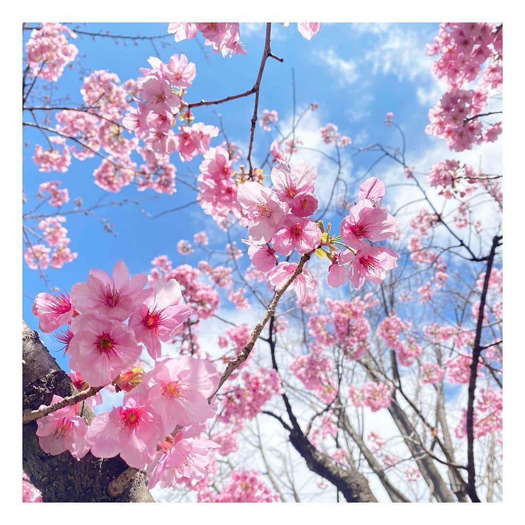 下村彩里さんのインスタグラム写真 - (下村彩里Instagram)「立春  今年の#桜 は 沢山の人に見てもらえますように...🌸  #願いをこめて#振り返る#2020年の桜 #春のはじまり#二十四節気#立春 #2月3日#下村彩里」2月3日 12時32分 - sairi.shimomura_ex