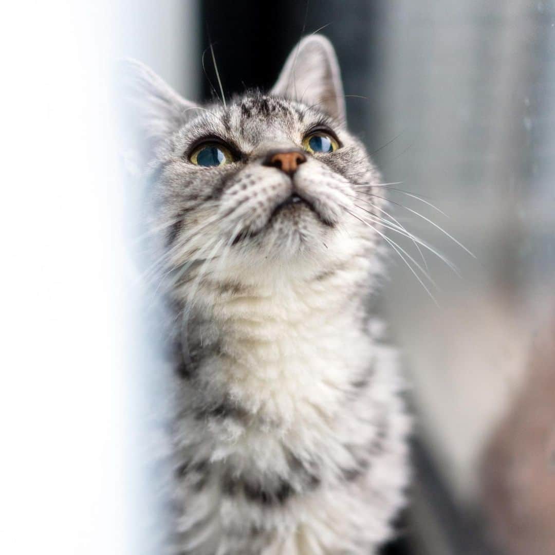 プンクマさんのインスタグラム写真 - (プンクマInstagram)「風でガサガサと動く枯葉を追って窓を右往左往。笑 #なつき #16歳 #猫 #ねこ #cat #neko #catstagram #catsofinstagram」2月3日 12時33分 - pnkm913