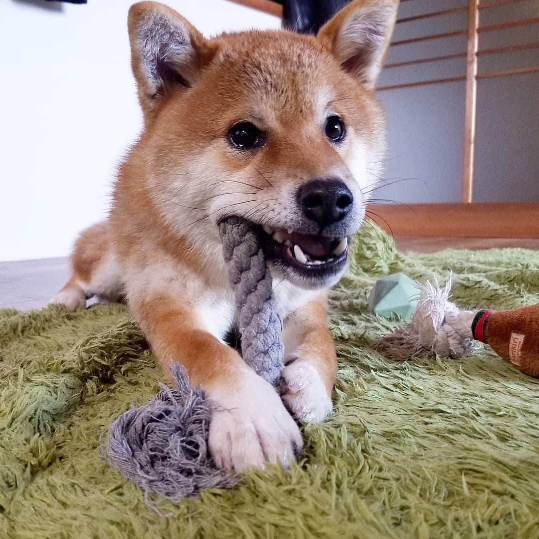 柴犬たま Shibainu Tamaさんのインスタグラム写真 - (柴犬たま Shibainu TamaInstagram)「﻿ めっちゃマヌケな顔になってるや〜ん😂﻿ けど可愛いな😂😂💕﻿ ﻿﻿﻿ Caption trans🇬🇧﻿﻿﻿ Koi has silly face😂 He is cute😂😂💕﻿ ﻿ #たま家族 #柴犬コイ #マヌケ顔 #まぬけ顔 #間抜け顔 #カミカミ #ふわもこ #かなりひし形﻿ #柴犬 #shiba #shibainu #shibastagram #犬 #dog」2月3日 12時34分 - tama7653