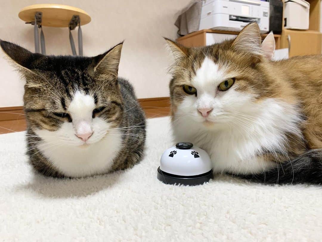 ひのき猫さんのインスタグラム写真 - (ひのき猫Instagram)「猫ちゃん用コールベルを買ったんですが…。  鳴らしてくれたら、おやつあげるんだけどなぁ☺️」2月3日 12時52分 - hinoki.cute.kitten