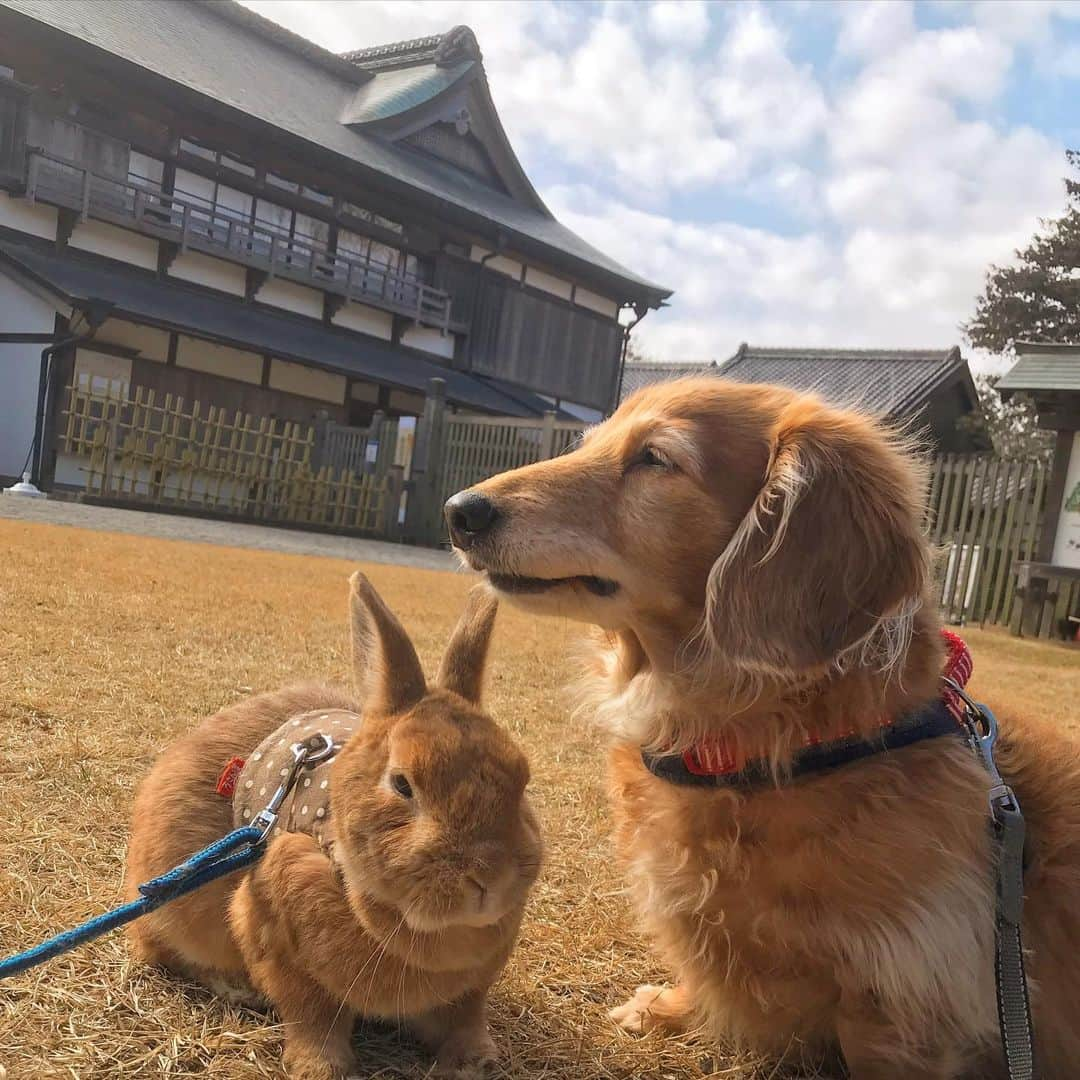 Chieko Shibutaさんのインスタグラム写真 - (Chieko ShibutaInstagram)「たろー🐶&うじゃこ🐰 地方☀️ さんぽ いつもの公園は　所々　閉鎖中 自粛延長で閉鎖も延長⤵︎ お気に入りの海🌊も閉鎖中⤵︎ 不完全燃焼の　たろー🐶⤵︎ お外なら何時でも何処でも　嬉しい💕🐰✨  💕✨🐶🍀🐰✨💕 #わんこの散歩 #dachshund #dachshunds #dachshundlove #dog #dogs #doglove #instadog #instagram #instagood #pet #pets #petsagram #cute #cutepe #cutepet #cutedog #cuteanimals #likes #smile #rabbit #ラビット #ミニュチュア #ミニュチュアダックス  #ミニュチュアダックスフント #うさぎ部 #うさぎ #ダックス #ダックスフンド」2月3日 12時57分 - chieko.81