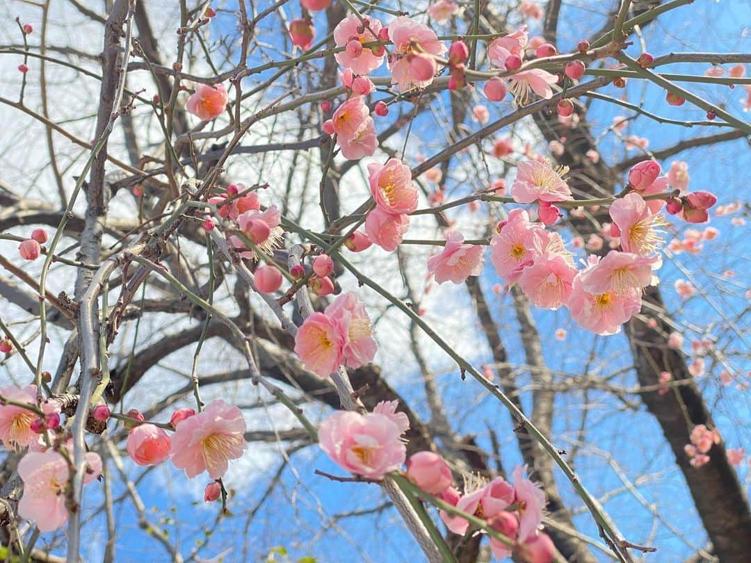 桜帆ゆかりさんのインスタグラム写真 - (桜帆ゆかりInstagram)「立春☺️🌸💓 しだれ梅が少しずつ咲き始めてて可愛かったー✨  #立春　#梅　#しだれ梅  #あたみ桜見たかったなぁ」2月3日 13時36分 - chahoroo93