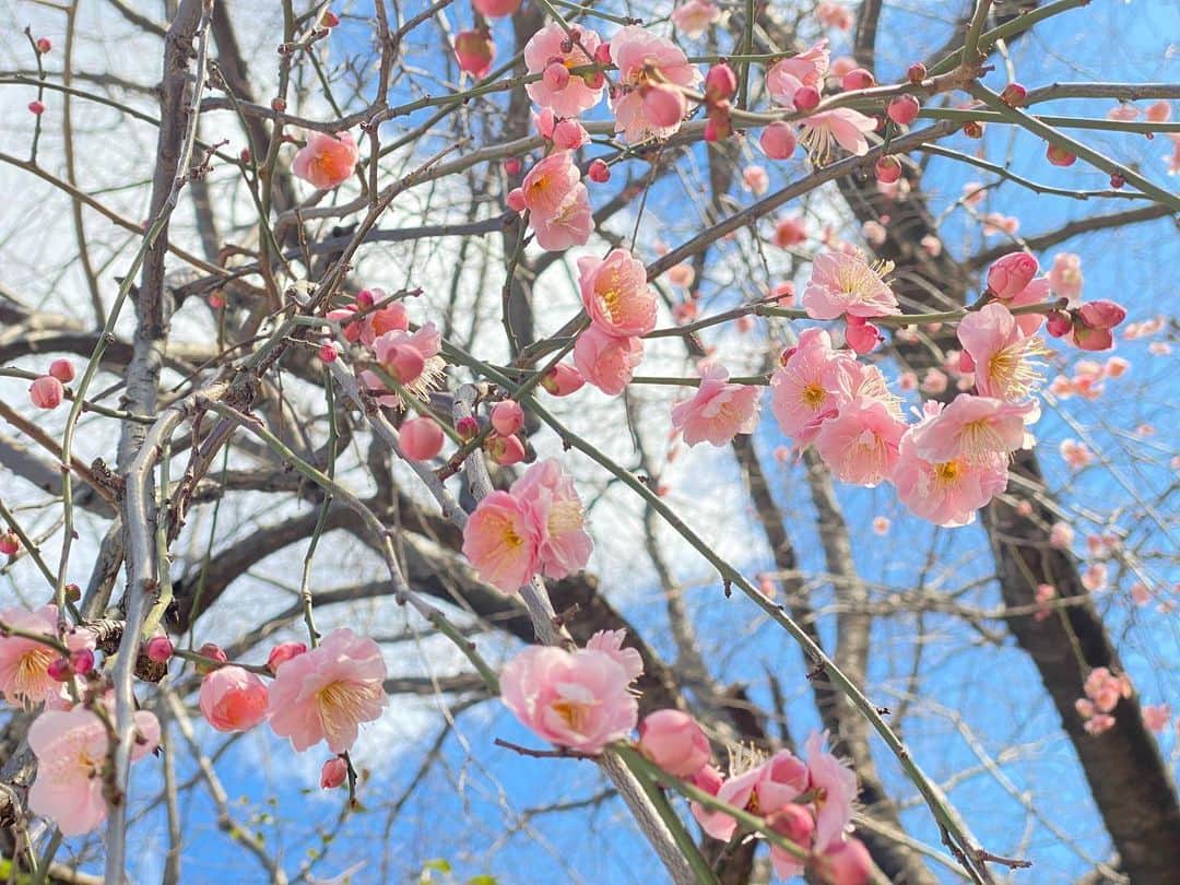 桜帆ゆかりのインスタグラム：「立春☺️🌸💓 しだれ梅が少しずつ咲き始めてて可愛かったー✨  #立春　#梅　#しだれ梅  #あたみ桜見たかったなぁ」