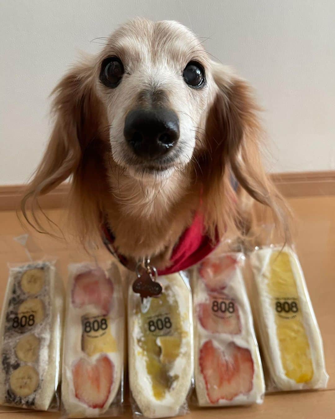 向日葵?のグルメインスタ