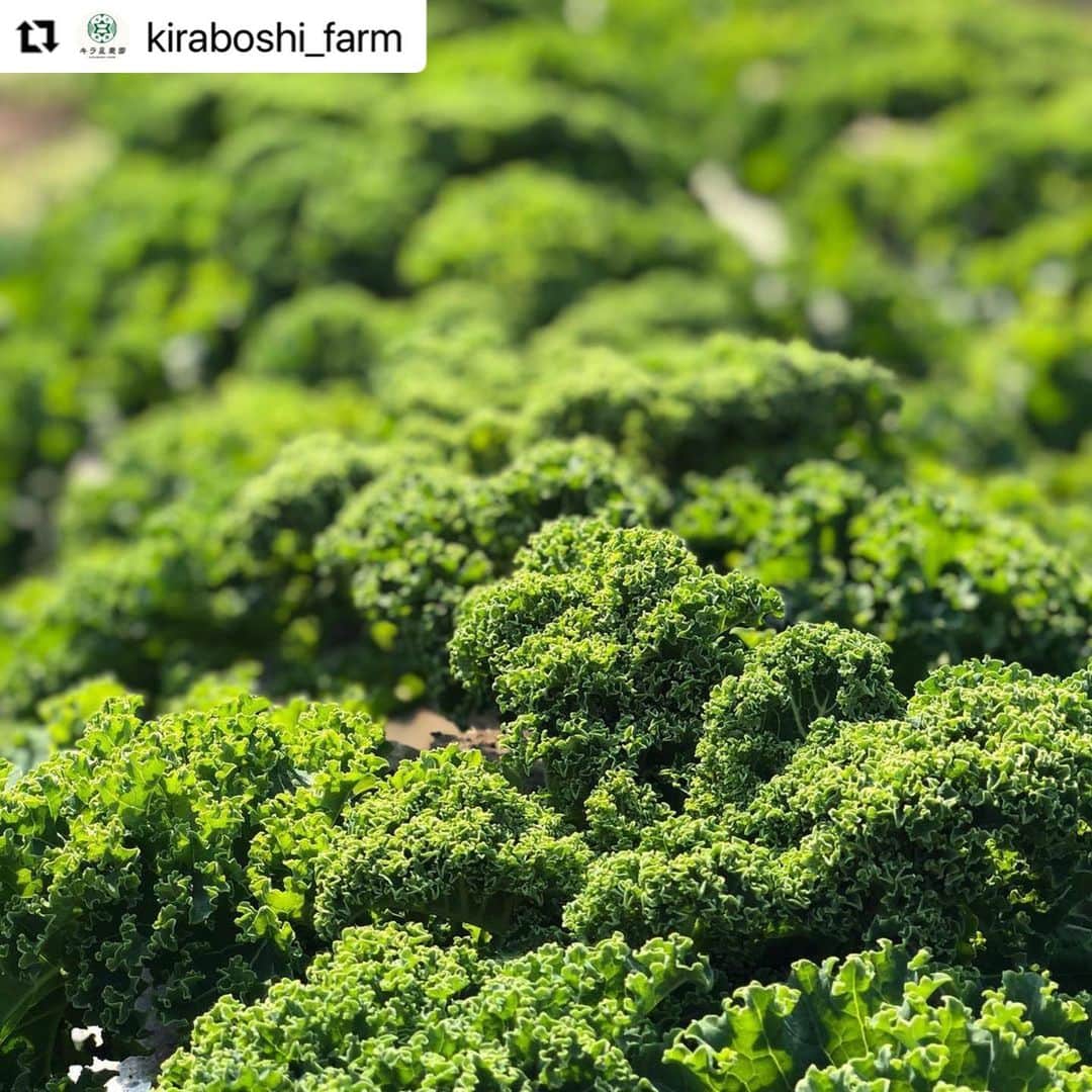 ヒデトレのインスタグラム：「#しのケール 🥬の会 #kaleclub  @kiraboshi_farm  素敵な会に御一緒させていただきありがとうございました💓😄  #Repost @kiraboshi_farm with @make_repost ・・・ 先日のKALE CLUBはみなさんのご協力のおかけで楽しく終始笑顔で行うことができました🥬  ケールを種まきから収穫までを体験してもらいたいという想いから企画し、みなさんに楽しんでいただけたようで、嬉しい限りです😆  参加してくださったメンバーの皆さん、ありがとうございました🙏🙏🙏  世界一美味しい玄米ごはんを炊いて、素敵なお話をしていただいた美恵先生 @miemajyo   地球と繋がろう🌏をテーマに身体のことや自然との関わり方を話してくれた#ヒデトレ @hidetore   お野菜中心のお料理という新しいことへの挑戦をしてくれた @shangrila.new.latitude.chinese @meshicafe   プロポリスのど飴やマイクロバス提供をしていただいた、おばあちゃん株式会社 @granvo_japan   サポートしてくれた @northern_lights_japan @mashira8682 @muu0302   キラ星スタッフ @kiraboshi_ryota_13   場所を提供していただいた @yuinowa   関わってくれた全ての方に感謝します🙏ありがとうございます🌞  次回は3月14日（日） 味噌作り体験も兼ねてのKALE CLUB2を予定🥬  ※今回参加した方が優先となります。  今後ともよろしくお願いします👨🏽‍🌾」