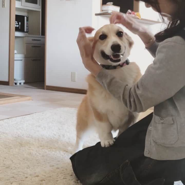 さゆりのインスタグラム：「◡̈⋆2021.2.3.Wed.◡̈⋆ Do you wanna go for a walk? 🐶❤️✌️ * さぁ～ お散歩行こ〜🐶❤️ * * * * * * *」