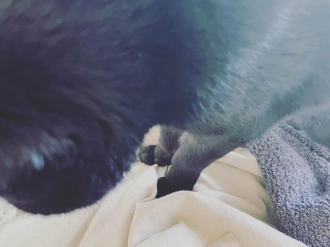 英玲奈さんのインスタグラム写真 - (英玲奈Instagram)「#猫神様　　キター！！ 娘が産まれてからソファに乗って来なかったんだけど、 来てくれた！ ゴツンしたまま待ってるw あー可愛すぎる。  いつもありがとう。 大好きだよ。」2月3日 14時49分 - erena_erenyan