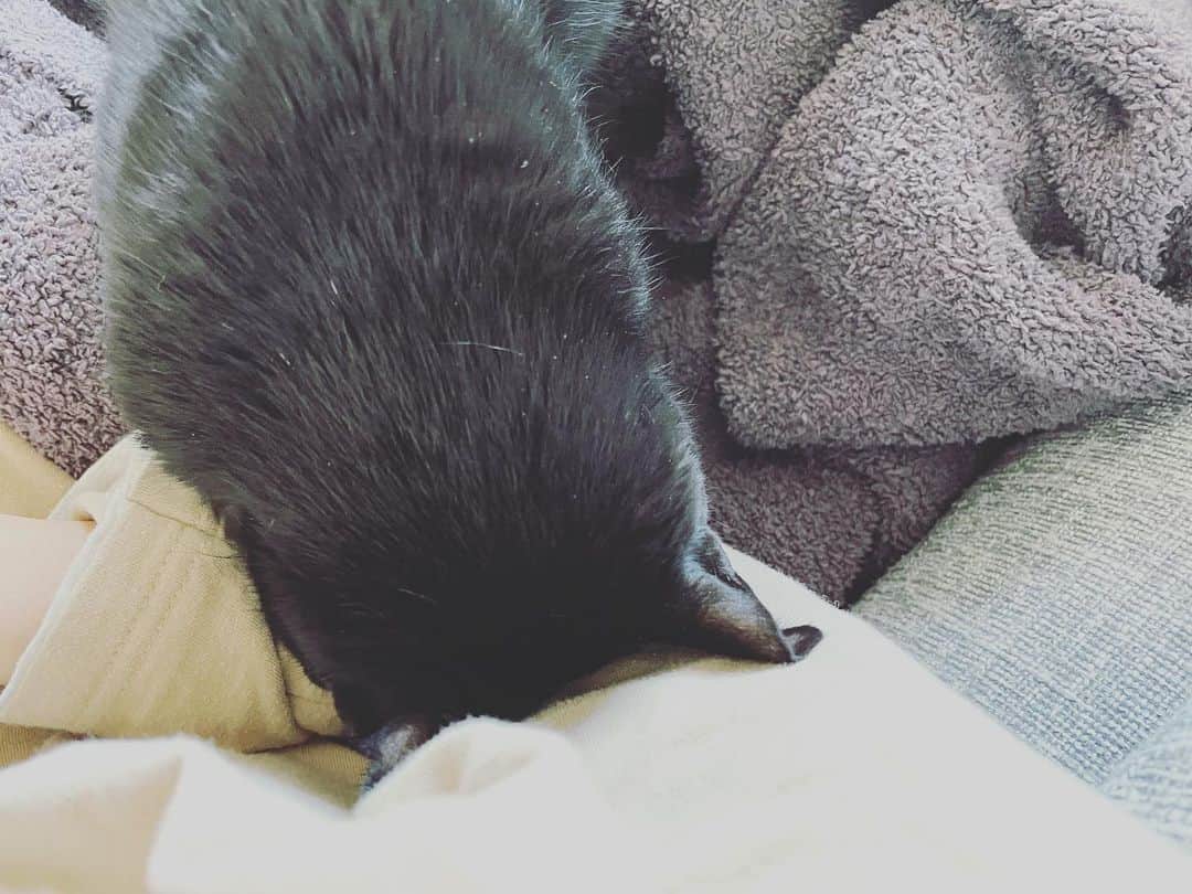 英玲奈のインスタグラム：「#猫神様　　キター！！ 娘が産まれてからソファに乗って来なかったんだけど、 来てくれた！ ゴツンしたまま待ってるw あー可愛すぎる。  いつもありがとう。 大好きだよ。」