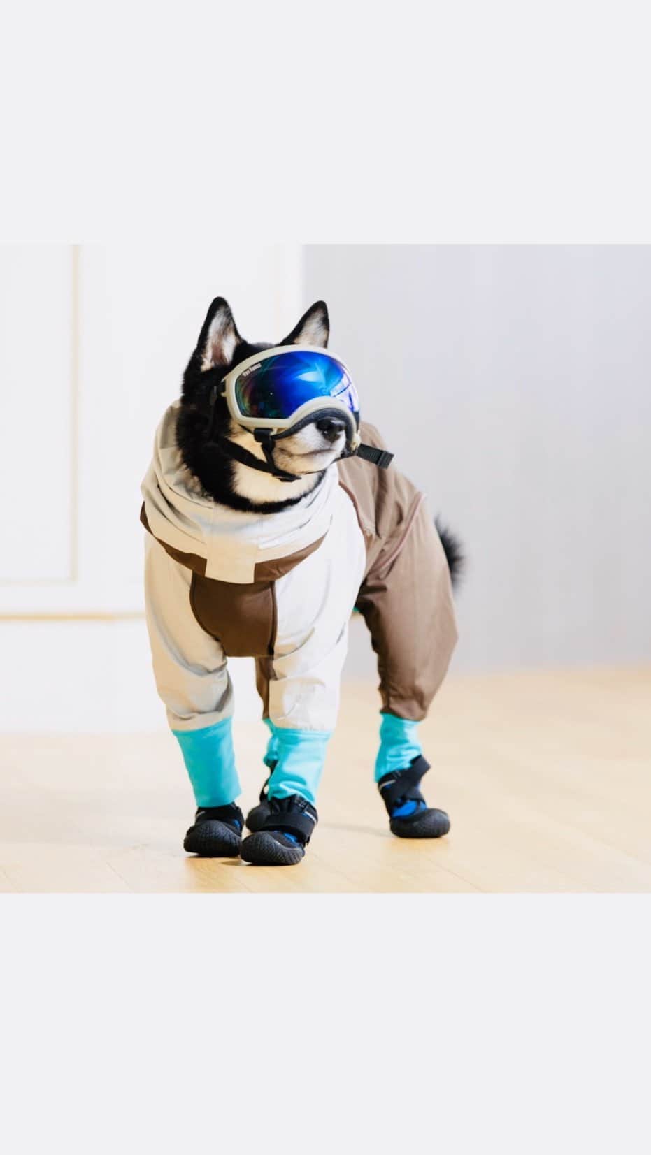 のインスタグラム：「リゾナーレトマムのペットルーム宿泊者が、愛犬を連れてスキーやスノーボードを楽しめる約900メートルのゲレンデ「わんわんゲレンデ」が昨年12月に誕生しました。  冬山の開放的な空間と澄んだ空気、北海道のパウダースノーが広がるゲレンデで、スキーやスノーボードをして愛犬と一緒に体を動かすことができるのが特徴です。  愛犬との日々のお散歩や外出がなかなかできない場合にも、冬の大自然に囲まれて思う存分体を動かすことにより、ストレスから解放されてリフレッシュに繋がる旅を応援しています。  #HoshinoResorts #星野リゾート #tomamu #hoshinoresortstomamu #星野リゾートトマム #トマム #risonaretomamu #リゾナーレトマム #risonare #リゾナーレ #北海道旅行 #星野集團 #Hokkaidotrip」