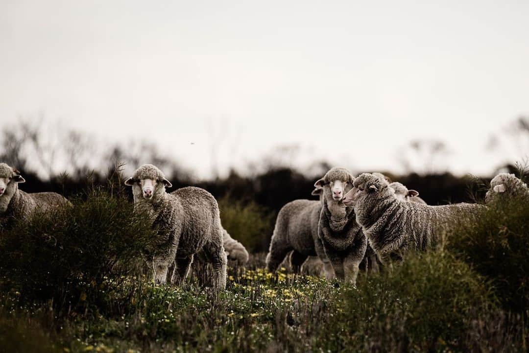 The Woolmark Company Japanさんのインスタグラム写真 - (The Woolmark Company JapanInstagram)「オーストラリアの牧羊業者は、再生可能な農業を通じ、環境の改善、羊の健康と幸福に配慮することで、家族経営のビジネスを成功させています。」2月3日 15時14分 - thewoolmarkcompanyjp