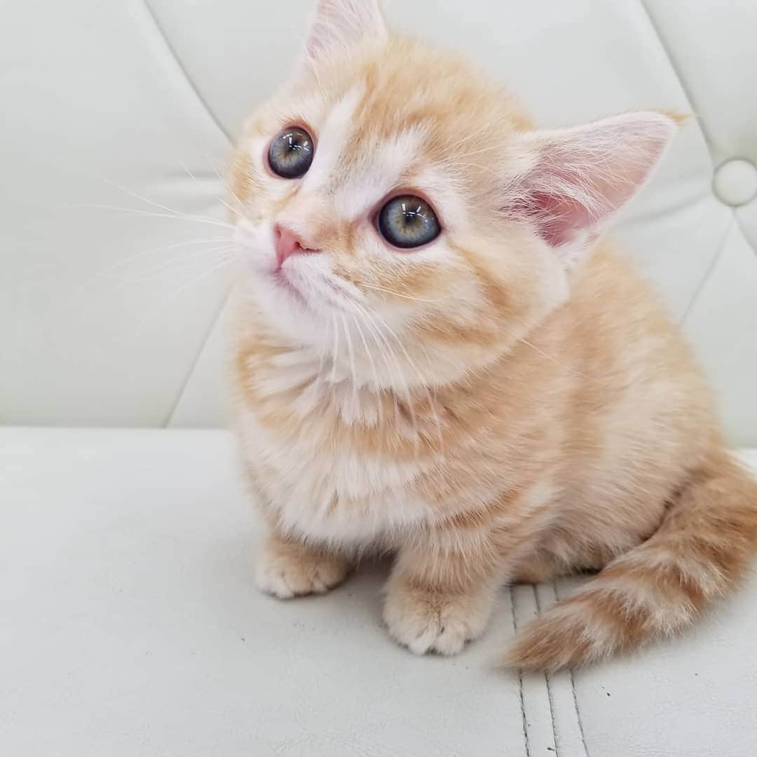 マンチカン(munchkin)キャットファーム大谷さんのインスタグラム写真 - (マンチカン(munchkin)キャットファーム大谷Instagram)「お客様にゃんこちゃん❤  #キャットファーム大谷#まんちかん#マンチカン#ネコ#こねこ#にゃんこ#猫ちゃん#ねこ部#ニャンスタグラム#猫#ねこ#子猫#モフモフ#モフモフねこ#ミヌエット#短足#ねこすたぐらむ#愛猫#かわいい#ふわもこ部#猫のいる暮らし#マンチカンブリーダー#ミヌエットブリーダー#cat#catsgram #catsofinstagram#instacat#picneko」2月3日 15時29分 - roytar222