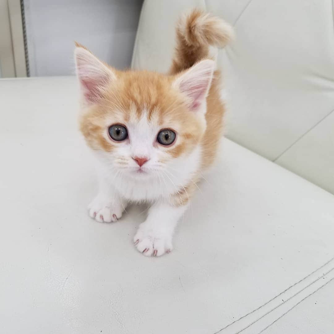 マンチカン(munchkin)キャットファーム大谷さんのインスタグラム写真 - (マンチカン(munchkin)キャットファーム大谷Instagram)「お客様にゃんこちゃん❤  #キャットファーム大谷#まんちかん#マンチカン#ネコ#こねこ#にゃんこ#猫ちゃん#ねこ部#ニャンスタグラム#猫#ねこ#子猫#モフモフ#モフモフねこ#ミヌエット#短足#ねこすたぐらむ#愛猫#かわいい#ふわもこ部#猫のいる暮らし#マンチカンブリーダー#ミヌエットブリーダー#cat#catsgram #catsofinstagram#instacat#picneko」2月3日 15時30分 - roytar222
