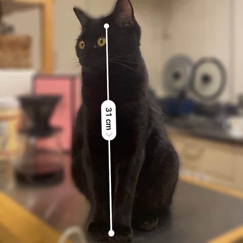 相沢あいさんのインスタグラム写真 - (相沢あいInstagram)「#clubhouse で、iPhoneデフォアプリの計測でペットの長さを測る楽しさを教えてもらい、嬉しくて色々測っている。動くので難しい。 _  #ぺーぽん #cat #kitten #catstagram #catsofinstagram #catsagram #黒猫の可愛さ伝え隊 #子猫 #保護猫 #保護ねこ #黒猫部 #ねこ #cat_of_instagram #cat_of_world #catlife #catlover #catlovers #fluffy #fluffycat #にゃんすたぐらむ #ねこすたぐらむ #仔猫 #blackcat #黒猫」2月3日 16時07分 - aizawaai