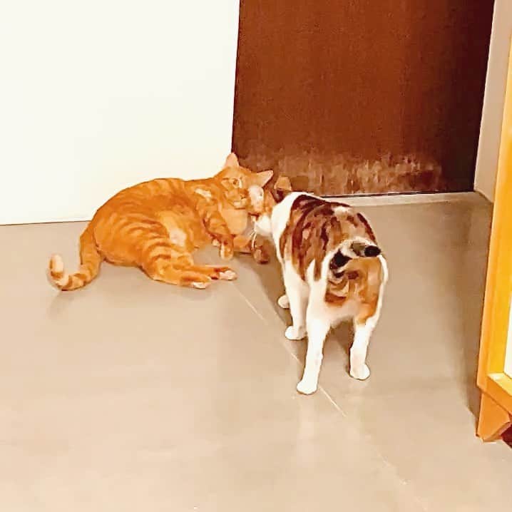 Katetsaiのインスタグラム：「看到心愛的人整個手舞足蹈了起來 When you see someone you love , your act will like this.   #我看是慌了手腳 #麥摳的動線都被堵住了 #人家只是想躺在這 #你沒付保護費給麻吉  #cat #neko #ネコ #ねこ #猫  #Machifansclub #麻吉Machi  #Michaelfansclub #麥摳Michael #catsofinstagram #katetsaivideo」