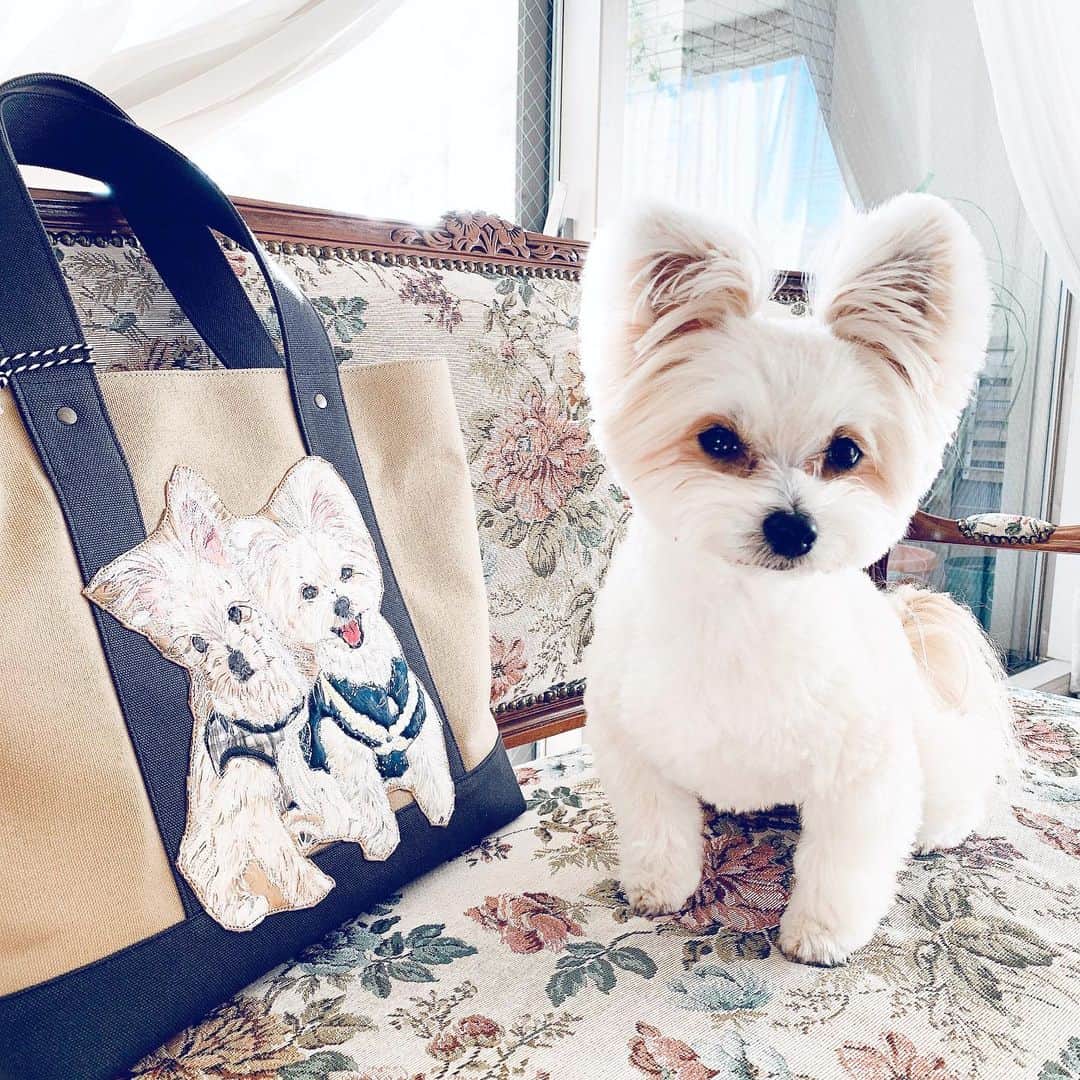 チャン・リーメイのインスタグラム：「My birthday present from parents❣️ ✴︎ 両親が、 ✴︎ こんな素敵なスペシャルオーダーバックを贈ってくれました💕 ✴︎ 一生の宝モノ✨ ✴︎ うちに来たばかりの頃のボクと、 ✴︎ 今のボクのコラボレーション。 ✴︎ 「ボクは今、こ〜んなに幸せだョ❣️❣️」 ✴︎ 可愛すぎて使えません😅✨ ✴︎ 💕💕💕 #恵になる時間 #mytreasure」