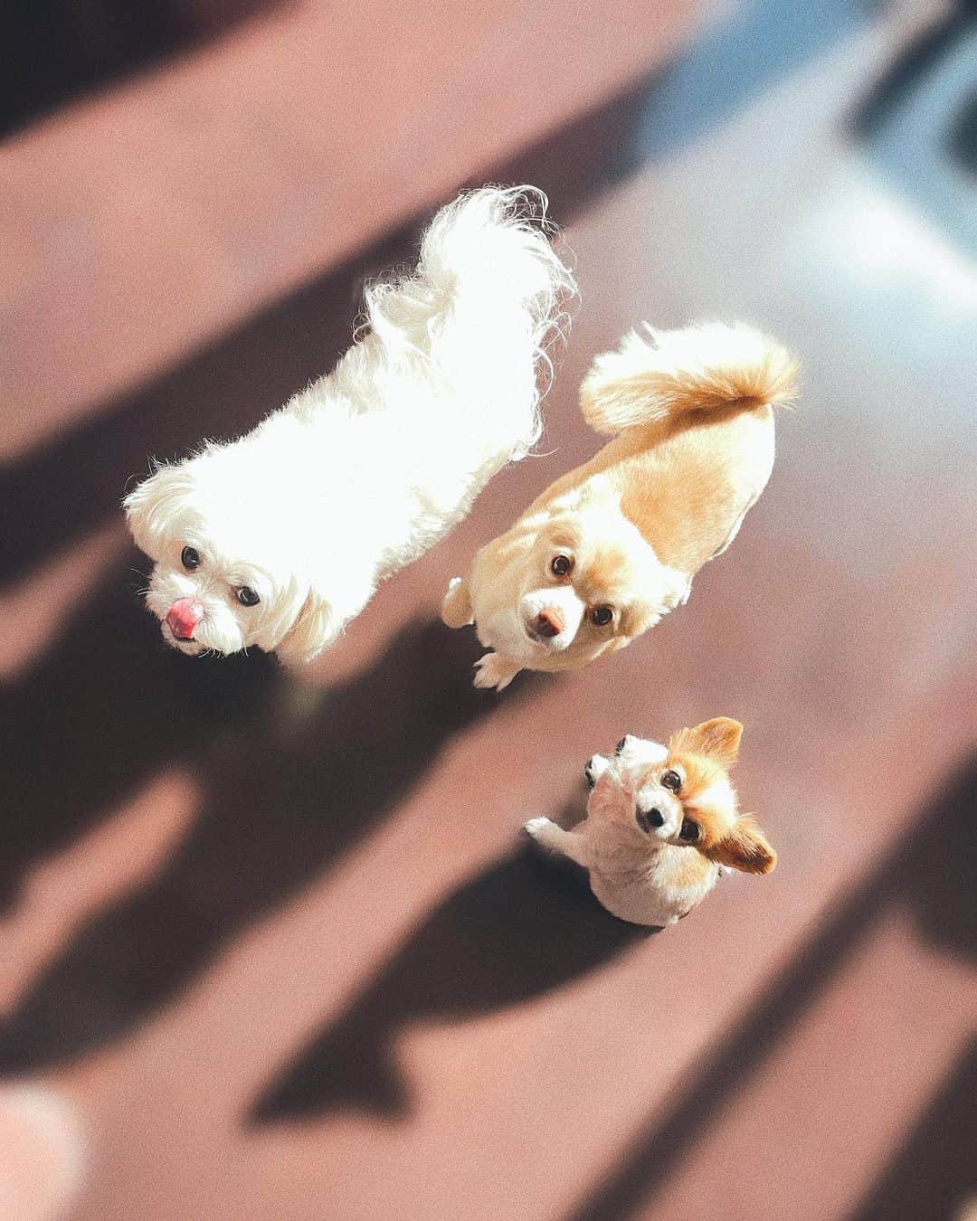 桃華絵里さんのインスタグラム写真 - (桃華絵里Instagram)「My cute angel 🐶🐶🐶  我が家の天使達♡  シーくんの お鼻が…👅笑  立春ですね〜🌸  #mylove #dog #happiness  #今日のわんこ #愛犬」2月3日 16時59分 - _momoka828_