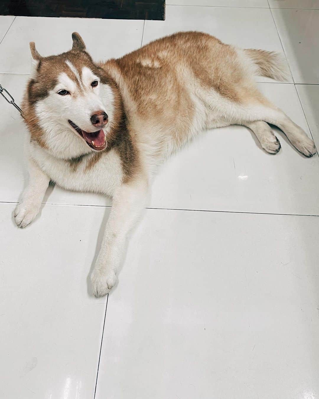 r_oseさんのインスタグラム写真 - (r_oseInstagram)「Bumped into Jacob🐕〰️ Our last living Siberian cousin☺️ He’s so handsome, Thank you for taking a great care of him ❤️@jacobb_brownn」2月3日 17時14分 - r_ose