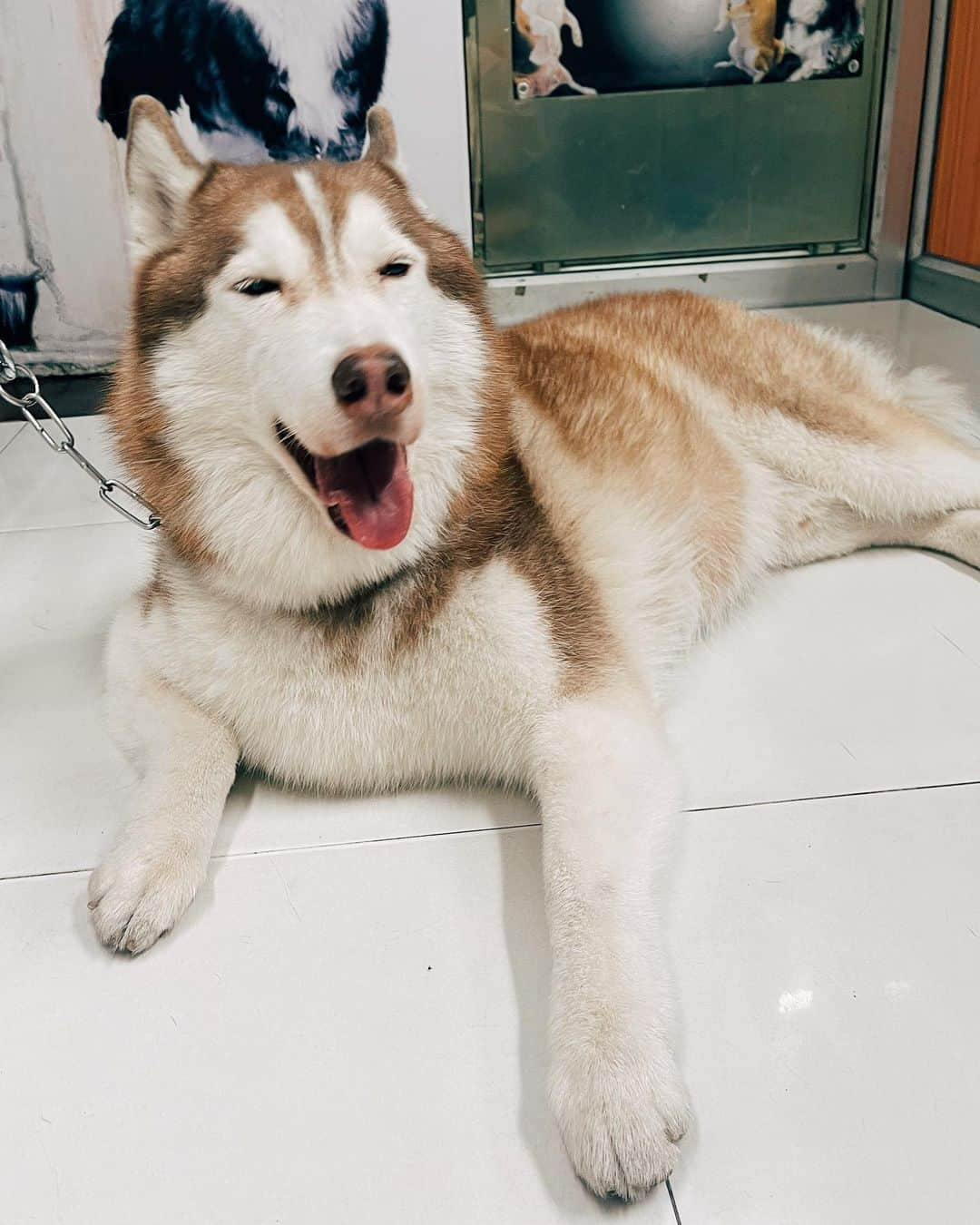 r_oseさんのインスタグラム写真 - (r_oseInstagram)「Bumped into Jacob🐕〰️ Our last living Siberian cousin☺️ He’s so handsome, Thank you for taking a great care of him ❤️@jacobb_brownn」2月3日 17時14分 - r_ose