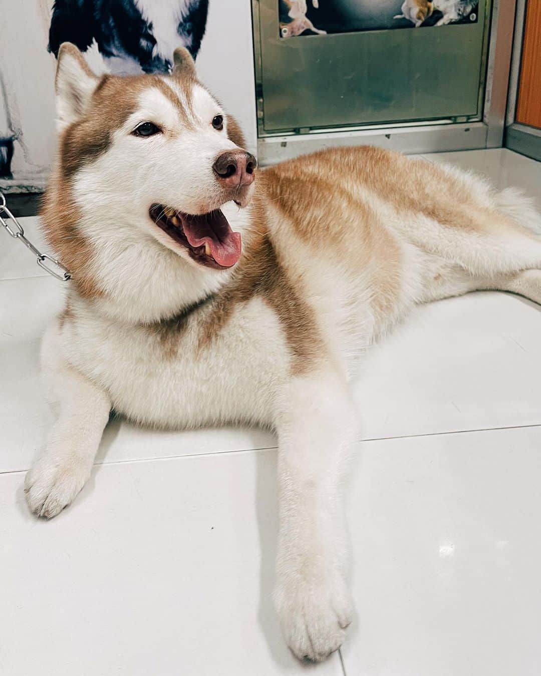 r_oseのインスタグラム：「Bumped into Jacob🐕〰️ Our last living Siberian cousin☺️ He’s so handsome, Thank you for taking a great care of him ❤️@jacobb_brownn」