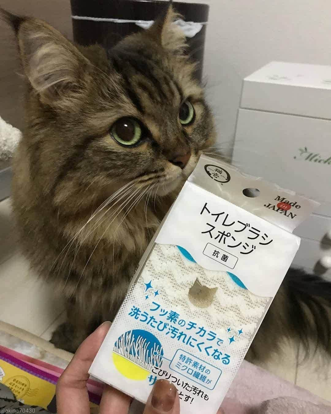 猫壱（ねこいち•ネコイチ）さんのインスタグラム写真 - (猫壱（ねこいち•ネコイチ）Instagram)「. 【#猫壱キャンペーン　2月 】 ▫ トイレピカピカ✨ ▫️ #だからトイレでも #くつろげちゃう😁 ▫  ▫ @akina70430 さんありがとうございました😆💕✨ ▫ ▫ :::::::::#猫壱 ::::::: #猫壱キャンペーン 2月は猫壱のお手入れ用品と一緒のお写真や動画を募集中👍✨ お写真の商品は#トイレブラシスポンジ でした。 ▫ ▫︎ 対象の猫壱商品をお持ちの方は @necoichicojp から応募要項をチェックして是非ご応募くださいね❤ ▫」2月3日 17時21分 - necoichicojp