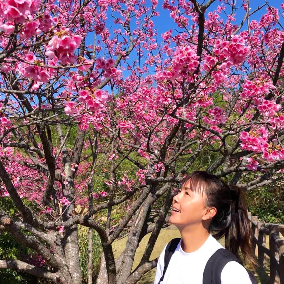 田中律子さんのインスタグラム写真 - (田中律子Instagram)「沖縄は、桜が🌸満開🌸  名護まで用事があったので、帰りにちょろっとお花見🌸🍡 鮮やかなピンク色の桜が満開で綺麗だったー💕  ヘゴと桜が見れるのは沖縄ならでは🌴🌸  #okinawa #okinawalife  #beachlife  #cherryblossom  #桜🌸  #お花見  #春がきた  # Tシャツでも暑い」2月3日 17時31分 - ri2kotanaka