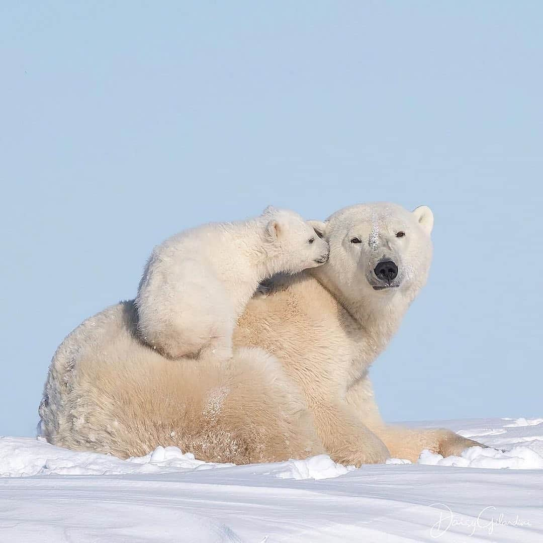 Canon Photographyさんのインスタグラム写真 - (Canon PhotographyInstagram)「A polar bear family in Canada 🐻‍❄️ Photography // @daisygilardini Curated by @steffeneisenacher  #canada #polarbear #polarbearcub #winter #wildlifephotography」2月3日 17時25分 - cpcollectives