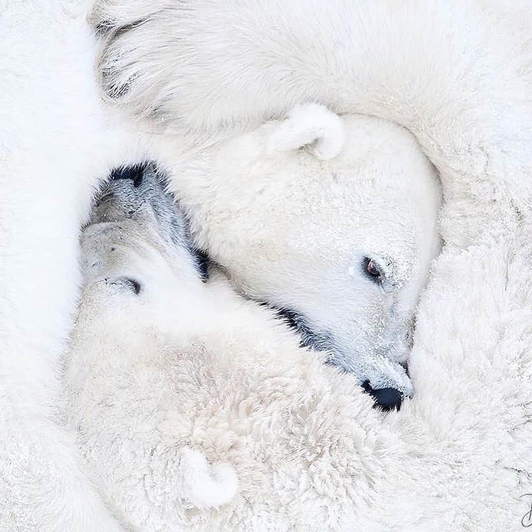 Canon Photographyさんのインスタグラム写真 - (Canon PhotographyInstagram)「A polar bear family in Canada 🐻‍❄️ Photography // @daisygilardini Curated by @steffeneisenacher  #canada #polarbear #polarbearcub #winter #wildlifephotography」2月3日 17時25分 - cpcollectives