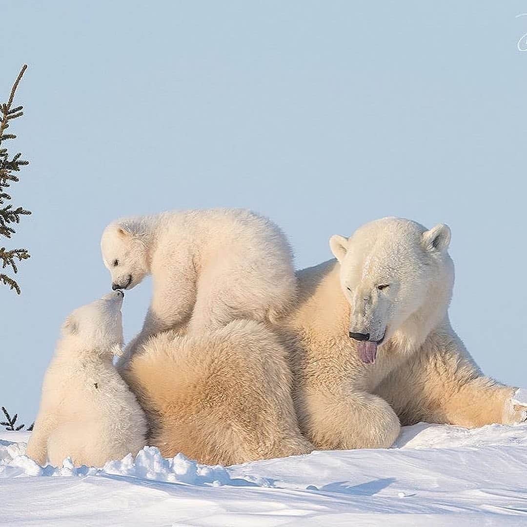 Canon Photographyさんのインスタグラム写真 - (Canon PhotographyInstagram)「A polar bear family in Canada 🐻‍❄️ Photography // @daisygilardini Curated by @steffeneisenacher  #canada #polarbear #polarbearcub #winter #wildlifephotography」2月3日 17時25分 - cpcollectives