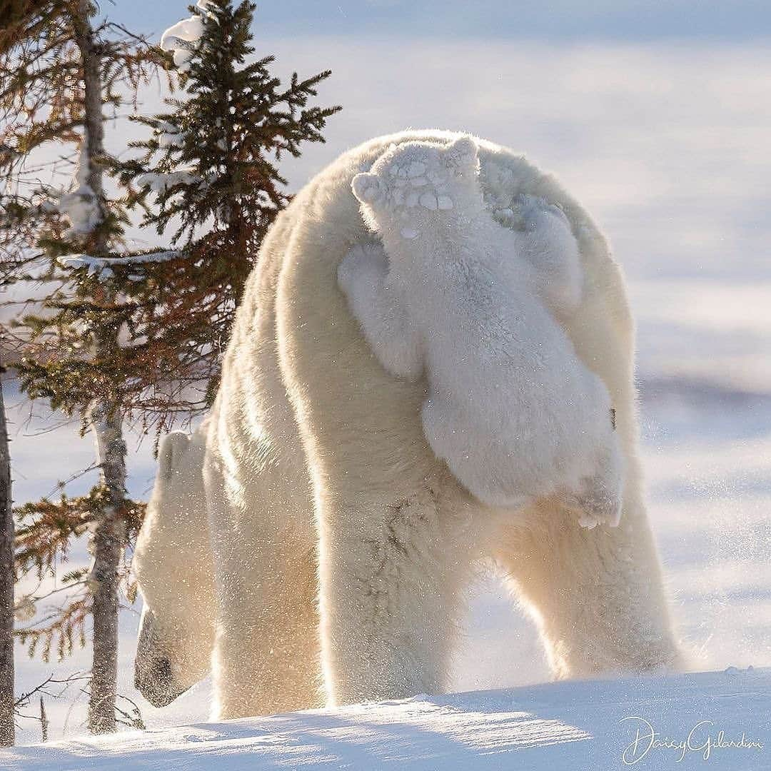 Canon Photographyのインスタグラム：「A polar bear family in Canada 🐻‍❄️ Photography // @daisygilardini Curated by @steffeneisenacher  #canada #polarbear #polarbearcub #winter #wildlifephotography」