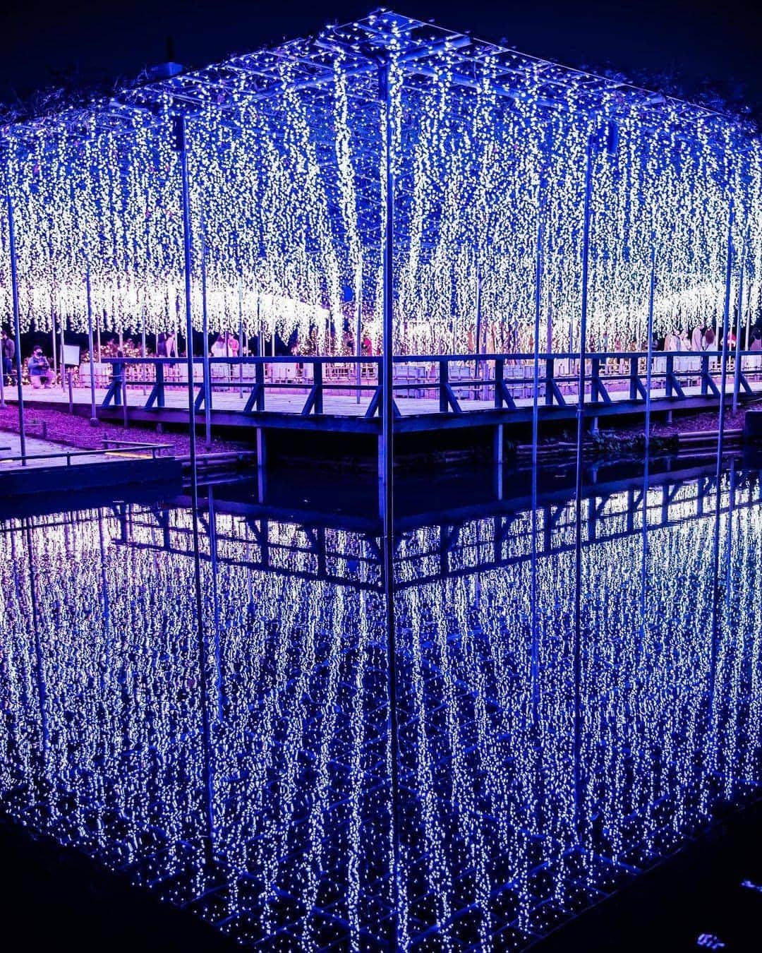 JALさんのインスタグラム写真 - (JALInstagram)「. Wisterias shimmering in the winter lights. #togetherthisfebruary  4色の光で咲いた、冬の #藤の花 ✨ . . Photo by @t___yoshi35 Post your memories with #FlyJAL  #JapanAirlines #japan #tochigi #japan_night_view」2月3日 17時30分 - japanairlines_jal