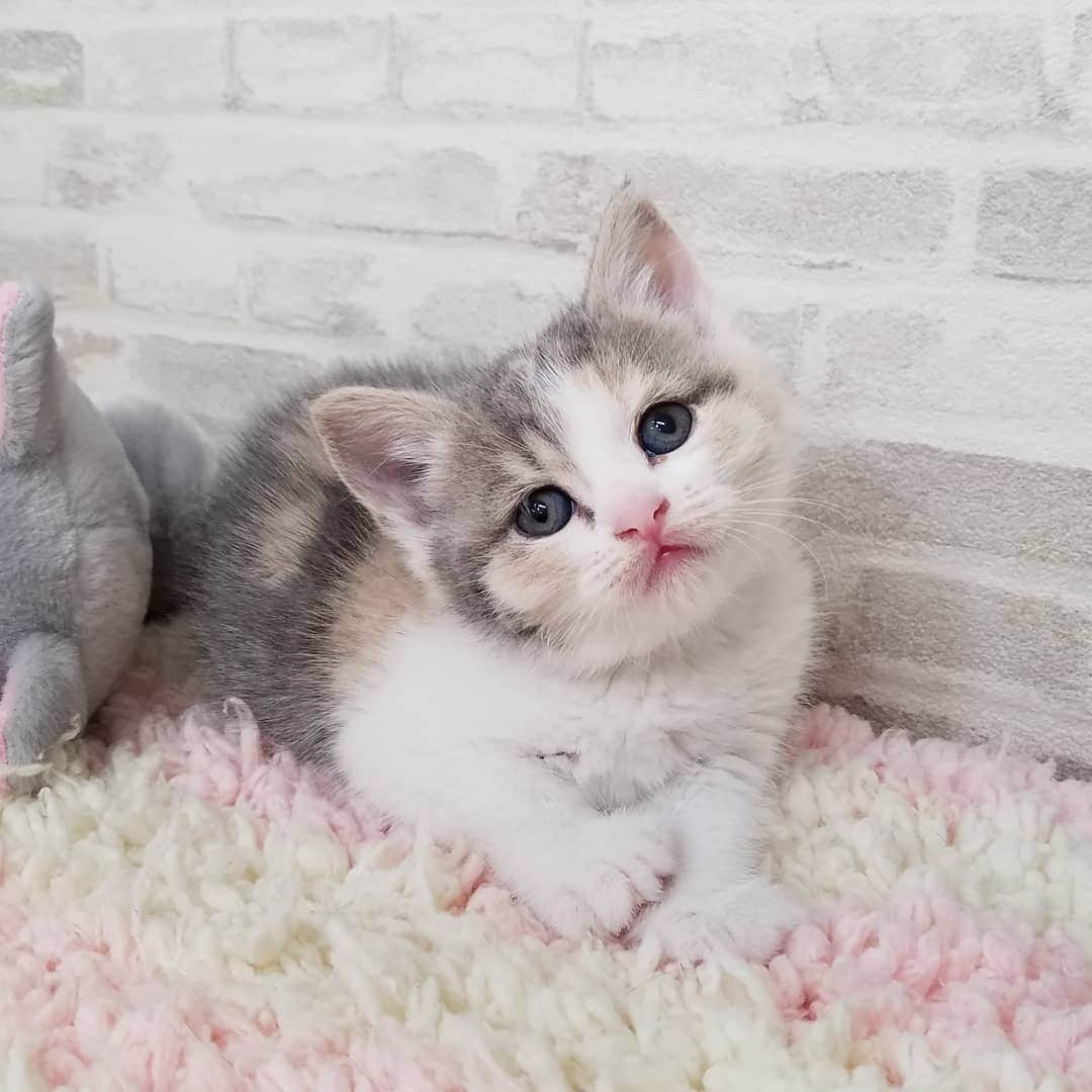 マンチカン(munchkin)キャットファーム大谷さんのインスタグラム写真 - (マンチカン(munchkin)キャットファーム大谷Instagram)「本日ご紹介のスコちゃんでーす❤ #キャットファーム大谷#まんちかん#マンチカン#ネコ#こねこ#にゃんこ#猫ちゃん#ねこ部#ニャンスタグラム#猫#ねこ#子猫#モフモフ#モフモフねこ#ミヌエット#短足#ねこすたぐらむ#愛猫#かわいい#ふわもこ部#猫のいる暮らし#マンチカンブリーダー#ミヌエットブリーダー#cat#catsgram #catsofinstagram#instacat#picneko」2月3日 17時34分 - roytar222