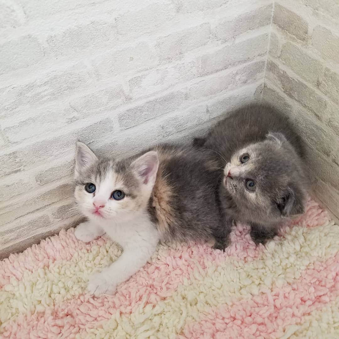 マンチカン(munchkin)キャットファーム大谷さんのインスタグラム写真 - (マンチカン(munchkin)キャットファーム大谷Instagram)「本日ご紹介のスコちゃんでーす❤ #キャットファーム大谷#まんちかん#マンチカン#ネコ#こねこ#にゃんこ#猫ちゃん#ねこ部#ニャンスタグラム#猫#ねこ#子猫#モフモフ#モフモフねこ#ミヌエット#短足#ねこすたぐらむ#愛猫#かわいい#ふわもこ部#猫のいる暮らし#マンチカンブリーダー#ミヌエットブリーダー#cat#catsgram #catsofinstagram#instacat#picneko」2月3日 17時34分 - roytar222