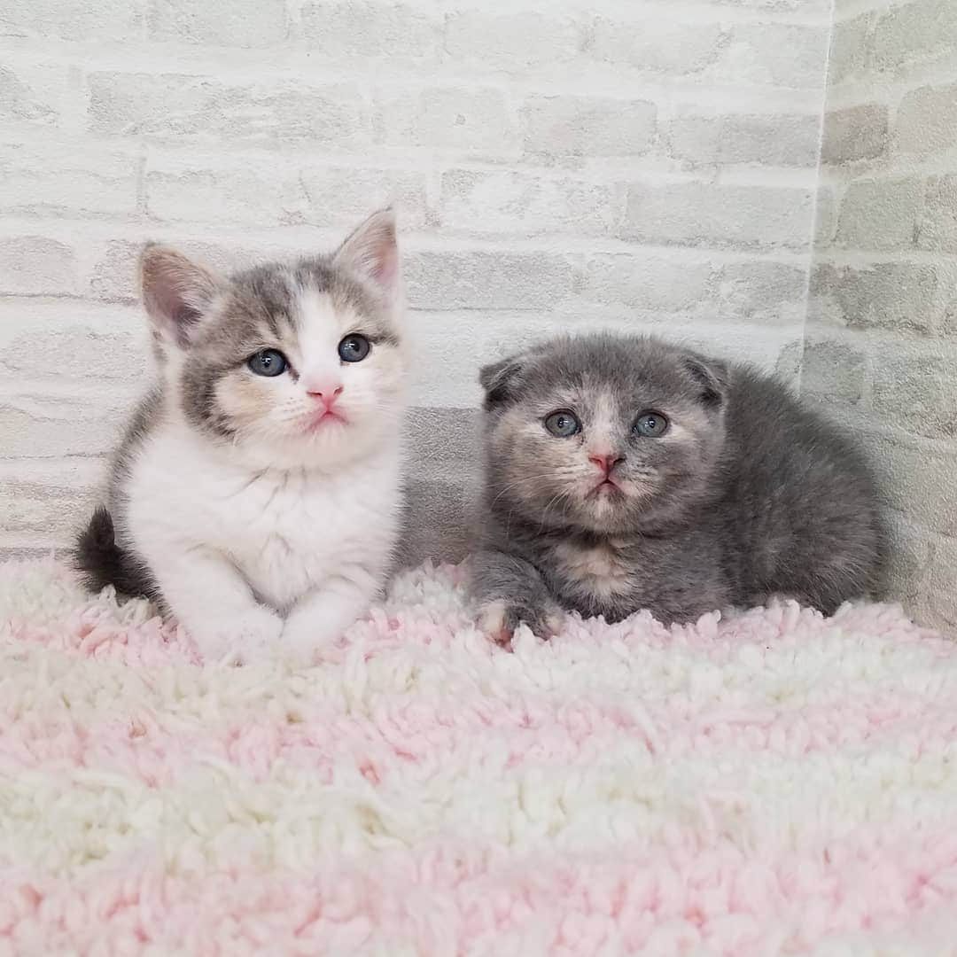 マンチカン(munchkin)キャットファーム大谷さんのインスタグラム写真 - (マンチカン(munchkin)キャットファーム大谷Instagram)「本日ご紹介のスコちゃんでーす❤ #キャットファーム大谷#まんちかん#マンチカン#ネコ#こねこ#にゃんこ#猫ちゃん#ねこ部#ニャンスタグラム#猫#ねこ#子猫#モフモフ#モフモフねこ#ミヌエット#短足#ねこすたぐらむ#愛猫#かわいい#ふわもこ部#猫のいる暮らし#マンチカンブリーダー#ミヌエットブリーダー#cat#catsgram #catsofinstagram#instacat#picneko」2月3日 17時34分 - roytar222