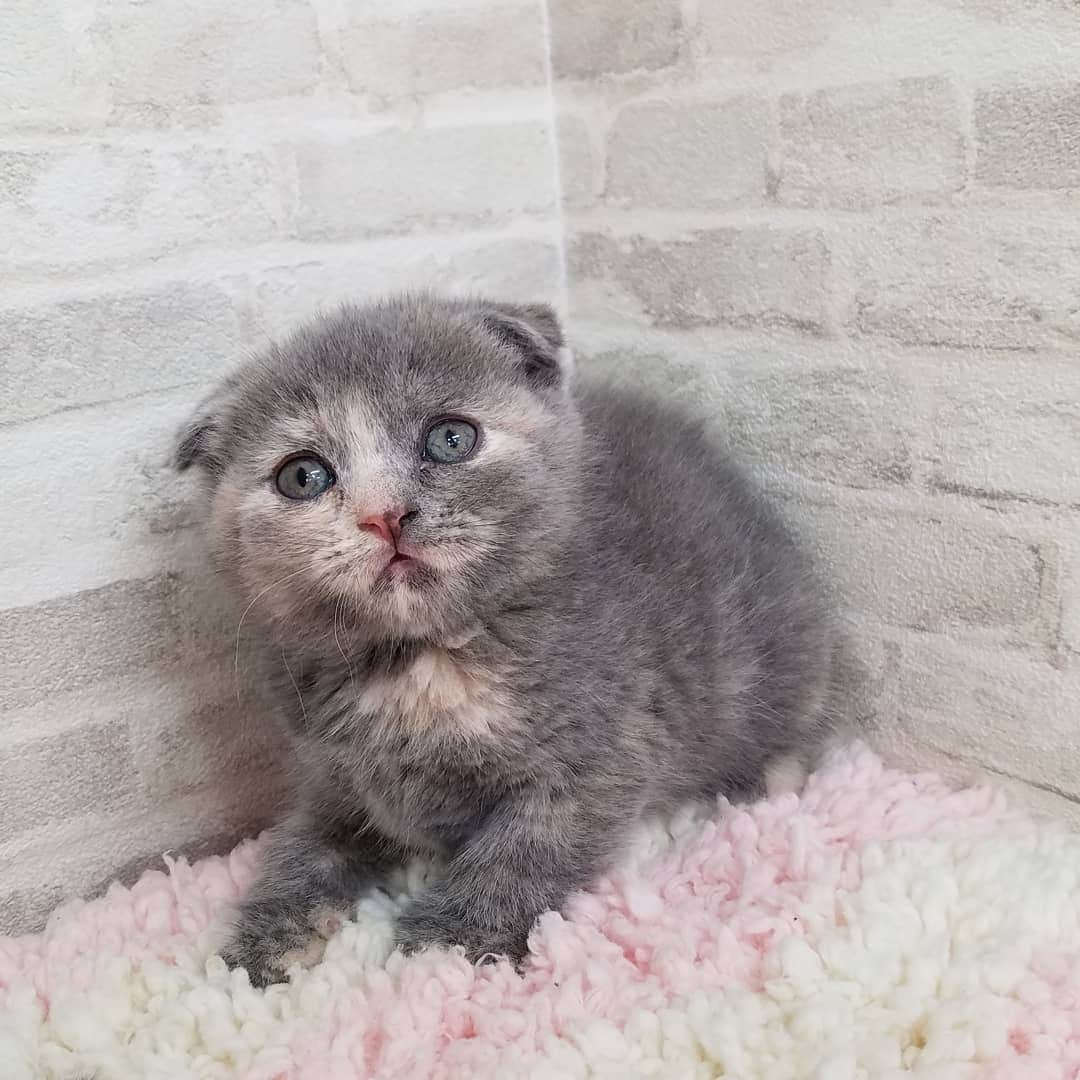 マンチカン(munchkin)キャットファーム大谷さんのインスタグラム写真 - (マンチカン(munchkin)キャットファーム大谷Instagram)「本日ご紹介のスコちゃんでーす❤ #キャットファーム大谷#まんちかん#マンチカン#ネコ#こねこ#にゃんこ#猫ちゃん#ねこ部#ニャンスタグラム#猫#ねこ#子猫#モフモフ#モフモフねこ#ミヌエット#短足#ねこすたぐらむ#愛猫#かわいい#ふわもこ部#猫のいる暮らし#マンチカンブリーダー#ミヌエットブリーダー#cat#catsgram #catsofinstagram#instacat#picneko」2月3日 17時34分 - roytar222