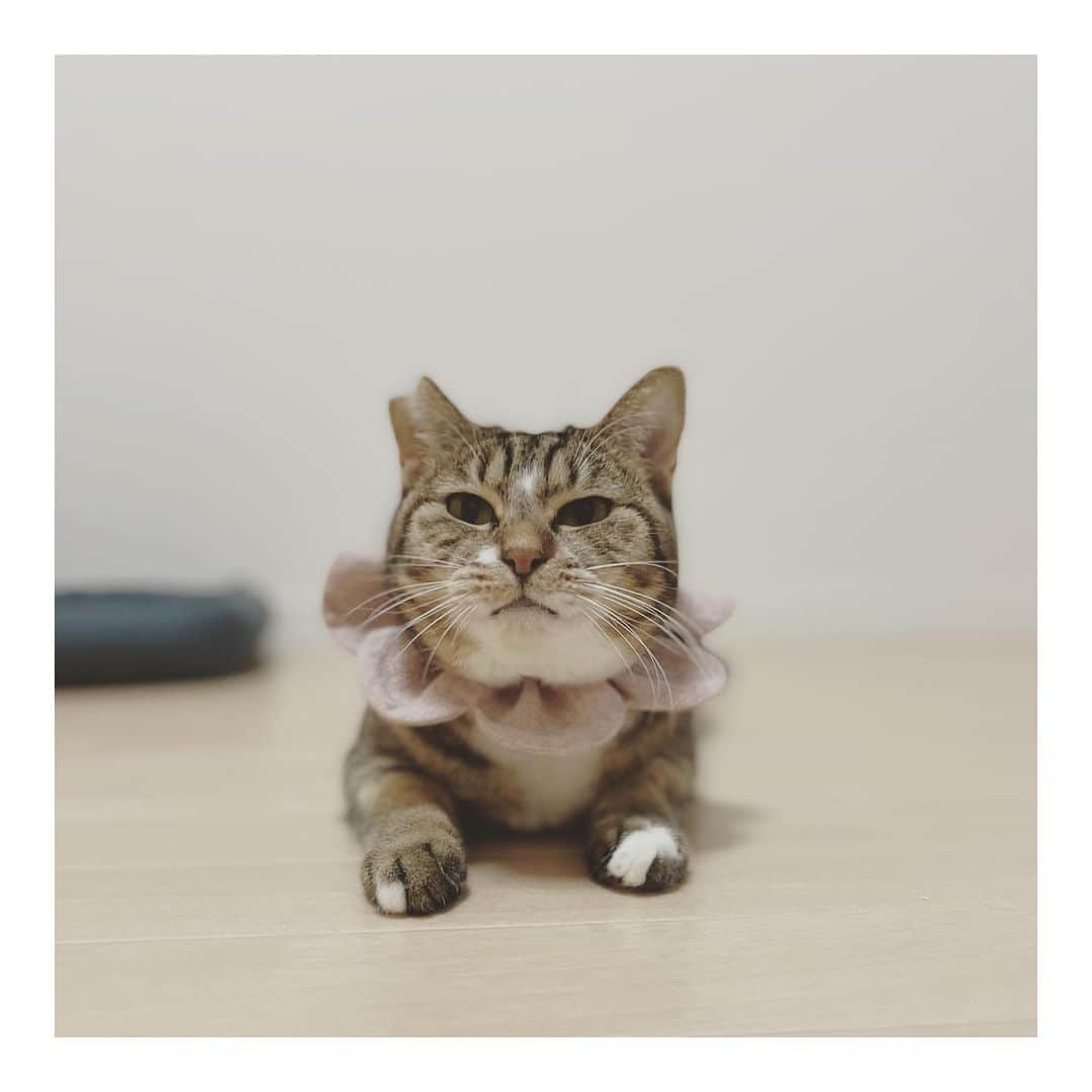 こむぎのインスタグラム：「* 立春 「春さんもう近くまで来たかにゃ？」 もう少し落ち着いたら、 また"さくらザビエル"の販売もしますね🌸 さくらカットでお手手もお団子みたいで可愛いちゃちゃ🍡 里親さん募集中です🤗 とっても甘えん坊で「にゃ！にゃ！にゃ！」とお返事します🎶  #ザビエル首輪 #岐阜多頭崩壊レスキュー #里親募集 #里親募集中 #岐阜 #愛知 #三重 #遠方要相談 里親募集中の猫たちは現在15匹→ @comugineko」