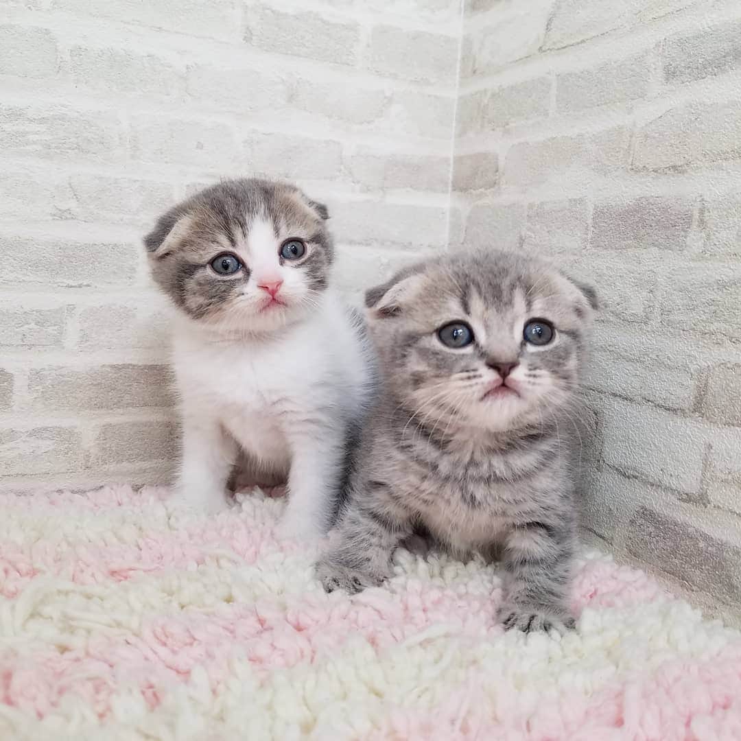 マンチカン(munchkin)キャットファーム大谷さんのインスタグラム写真 - (マンチカン(munchkin)キャットファーム大谷Instagram)「本日ご紹介のスコちゃんでーす❤ #キャットファーム大谷#まんちかん#マンチカン#ネコ#こねこ#にゃんこ#猫ちゃん#ねこ部#ニャンスタグラム#猫#ねこ#子猫#モフモフ#モフモフねこ#ミヌエット#短足#ねこすたぐらむ#愛猫#かわいい#ふわもこ部#猫のいる暮らし#マンチカンブリーダー#ミヌエットブリーダー#cat#catsgram #catsofinstagram#instacat#picneko」2月3日 17時39分 - roytar222