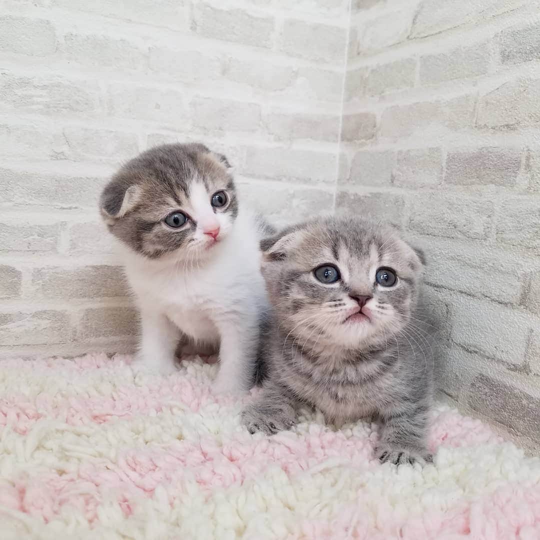 マンチカン(munchkin)キャットファーム大谷さんのインスタグラム写真 - (マンチカン(munchkin)キャットファーム大谷Instagram)「本日ご紹介のスコちゃんでーす❤ #キャットファーム大谷#まんちかん#マンチカン#ネコ#こねこ#にゃんこ#猫ちゃん#ねこ部#ニャンスタグラム#猫#ねこ#子猫#モフモフ#モフモフねこ#ミヌエット#短足#ねこすたぐらむ#愛猫#かわいい#ふわもこ部#猫のいる暮らし#マンチカンブリーダー#ミヌエットブリーダー#cat#catsgram #catsofinstagram#instacat#picneko」2月3日 17時39分 - roytar222