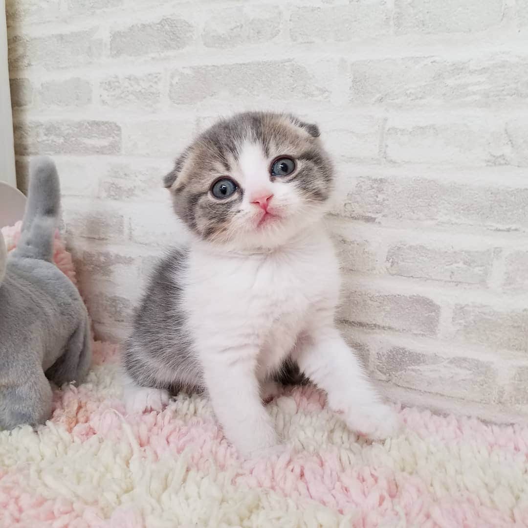 マンチカン(munchkin)キャットファーム大谷さんのインスタグラム写真 - (マンチカン(munchkin)キャットファーム大谷Instagram)「本日ご紹介のスコちゃんでーす❤ #キャットファーム大谷#まんちかん#マンチカン#ネコ#こねこ#にゃんこ#猫ちゃん#ねこ部#ニャンスタグラム#猫#ねこ#子猫#モフモフ#モフモフねこ#ミヌエット#短足#ねこすたぐらむ#愛猫#かわいい#ふわもこ部#猫のいる暮らし#マンチカンブリーダー#ミヌエットブリーダー#cat#catsgram #catsofinstagram#instacat#picneko」2月3日 17時39分 - roytar222