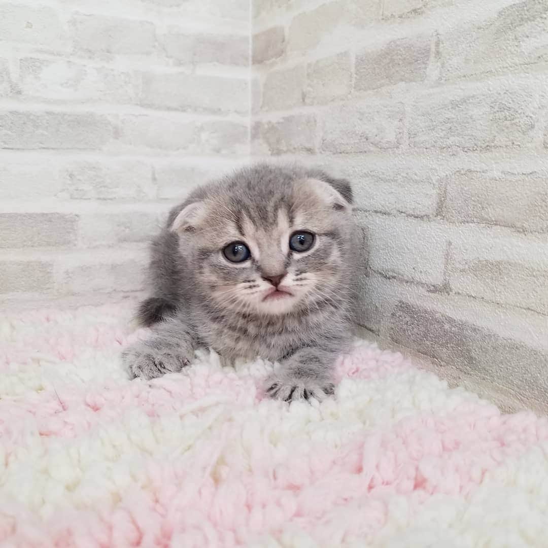 マンチカン(munchkin)キャットファーム大谷さんのインスタグラム写真 - (マンチカン(munchkin)キャットファーム大谷Instagram)「本日ご紹介のスコちゃんでーす❤ #キャットファーム大谷#まんちかん#マンチカン#ネコ#こねこ#にゃんこ#猫ちゃん#ねこ部#ニャンスタグラム#猫#ねこ#子猫#モフモフ#モフモフねこ#ミヌエット#短足#ねこすたぐらむ#愛猫#かわいい#ふわもこ部#猫のいる暮らし#マンチカンブリーダー#ミヌエットブリーダー#cat#catsgram #catsofinstagram#instacat#picneko」2月3日 17時39分 - roytar222