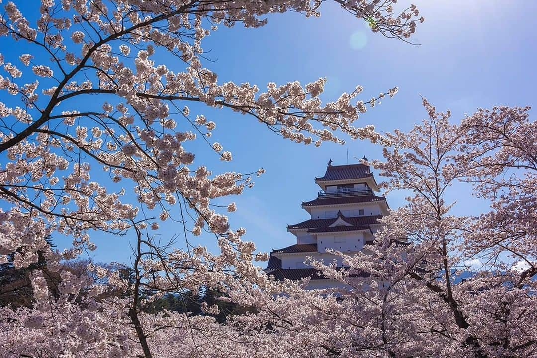 TOBU RAILWAY（東武鉄道）さんのインスタグラム写真 - (TOBU RAILWAY（東武鉄道）Instagram)「. . 🚩Tsuruga Castle - Aizu Wakamatsu, Japan . . [Let's enjoy Tsurugajo Castle in Aizu-Wakamatsu in spring!] . Cherry blossoms symbolize Japan's spring! Around Tsurugajo Castle, which is a landmark in Aizu-Wakamatsu in the Tohoku region, approximately 1,000 cherry blossom trees bloom in spring and create a very beautiful sight. The Tsurugajo Cherry Blossom Festival, with various fun events, is held from the early April through early May every year. How about enjoying Japan's spring in Aizu-Wakamatsu? To conveniently and reasonably travel around the Aizu-Wakamatsu area, where Ashimomaki Onsen is,  we recommend using the “Yuttari (relaxing) Aizu Tobu Free Pass” from Tobu Railway.  *The schedule for this year's Tsurugajo Cherry Blossom Festival has not been decided yet.  For the updated information, please see their official website. . #visituslater #stayinspired #nexttripdestination . . . #tsurugacastle #aizuwakamatsu #aizu #cherryblossom #japanesecastle #japantrip #discoverjapan #travelgram #japantrip #tobujapantrip #unknownjapan #jp_gallery #visitjapan #japan_of_insta #art_of_japan #instatravel  #japan #instagood #travel_japan #exoloretheworld #ig_japan #explorejapan #travelinjapan #beautifuldestinations #japan_vacations #beautifuljapan #japanexperience」2月3日 18時00分 - tobu_japan_trip