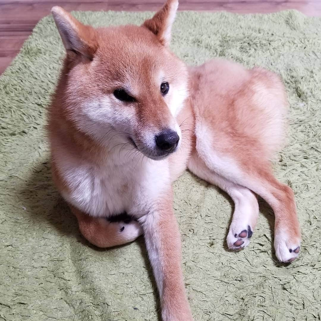 柴犬たま Shibainu Tamaのインスタグラム