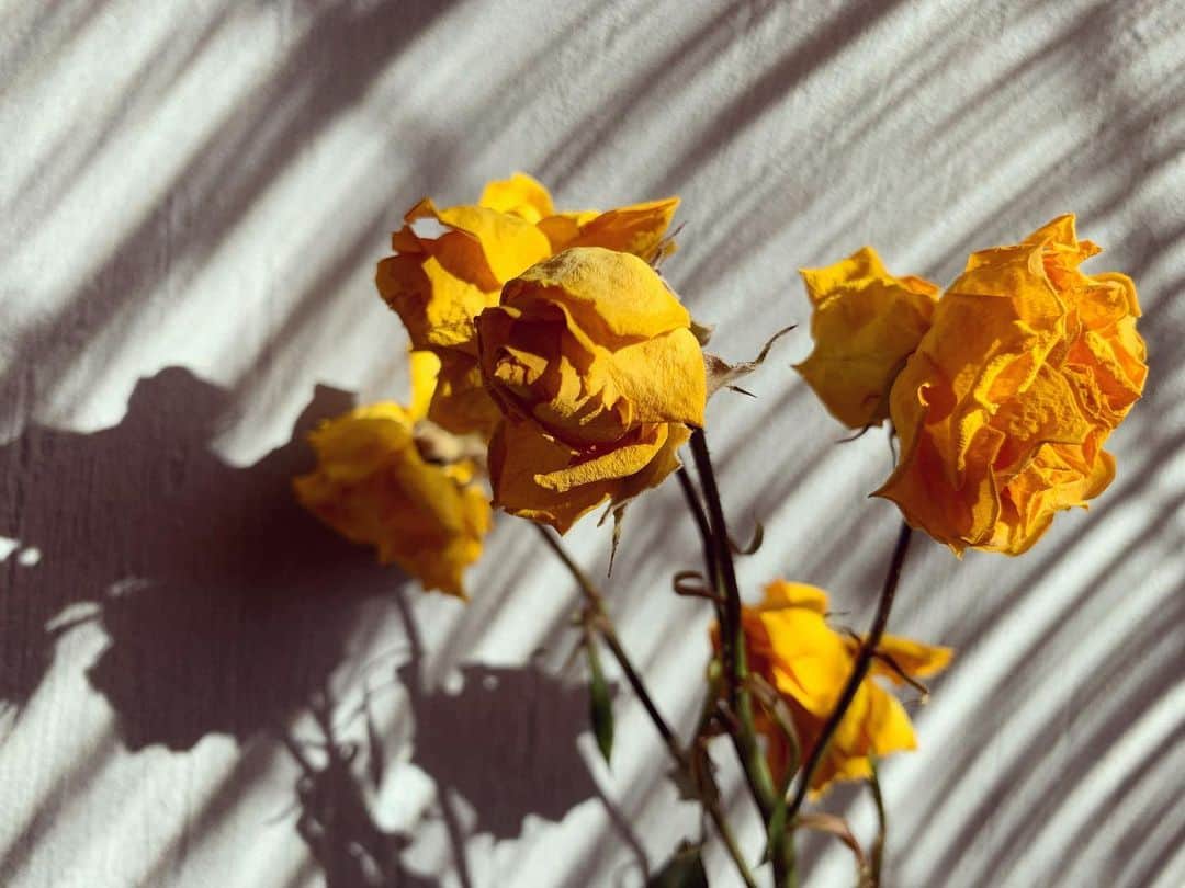 高杉さと美のインスタグラム：「💛  #roses #flower #花 #薔薇 #植物のある暮らし #陽射し」