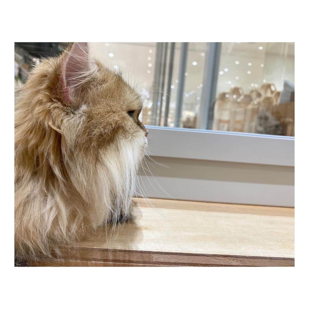 横溝菜帆さんのインスタグラム写真 - (横溝菜帆Instagram)「.  去年、初めて猫カフェに行きました🐈🐾 ペットショップで見た事があるだけで、実際に猫を触ったのは初めてです。 ふわふわで癒されました☺️ 私は長毛種が好きで、2匹のペルシャが特に可愛かったです💕」2月3日 18時31分 - y_naho_te